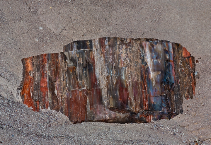 Jasper Forest Petrified Wood 14-2983.jpg